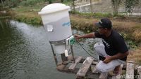 Alat Ini Bantu Petambak di Lampung Selatan Kasih Pakan Ternak Otomatis