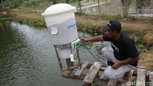 Alat Ini Bantu Petambak di Lampung Selatan Kasih Pakan Ternak Otomatis