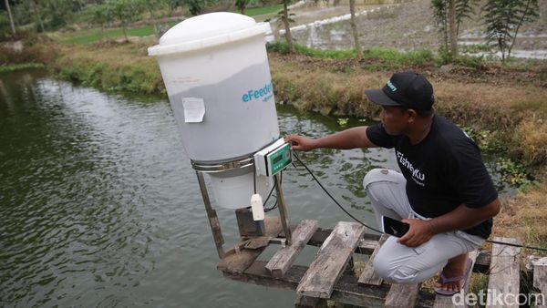 Alat Ini Bantu Petambak di Lampung Selatan Kasih Pakan Ternak Otomatis