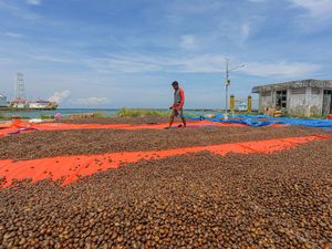 Gurihnya Bisnis Kacang Mete di Konawe Kepulauan, Omzetnya Ratusan Juta! Gurihnya Bisnis Kacang Mete di Konawe Kepulauan, Omzetnya Ratusan Juta!