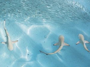 Panik Nggak? Kawanan Hiu Berenang di Dekat Pantai Wisata
