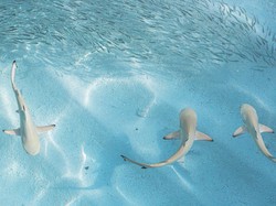 Panik Nggak? Kawanan Hiu Berenang di Dekat Pantai Wisata