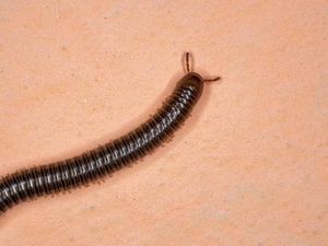 Kenapa Kaki Seribu Masuk Rumah? Ini Cara Basmi dan Cegahnya Kenapa Kaki Seribu Masuk Rumah? Ini Cara Basmi dan Cegahnya