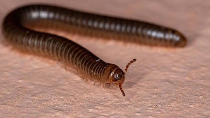 Ilustrasi kaki seribu Ilustrasi binatang kaki seribu (Millipede)