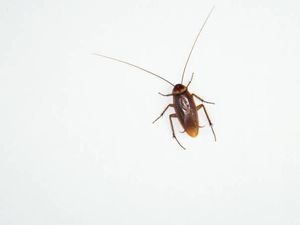 Penyebab Kecoak Kerap Muncul di Kamar Mandi Penyebab Kecoak Kerap Muncul di Kamar Mandi