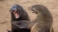 Jawara Comedy Wildlife Photography Awards 2024 Bikin Ngakak