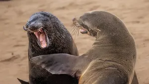Jawara Comedy Wildlife Photography Awards 2024 Bikin Ngakak