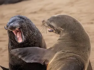 Jawara Comedy Wildlife Photography Awards 2024 Bikin Ngakak