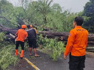 Siapkan Diri! Tips Menghadapi Pohon Tumbang Saat Berwisata Siapkan Diri! Tips Menghadapi Pohon Tumbang Saat Berwisata