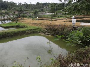 Potret Tambak Ikan dengan Alat Pakan Otomatis di Lampung Selatan Potret Tambak Ikan dengan Alat Pakan Otomatis di Lampung Selatan