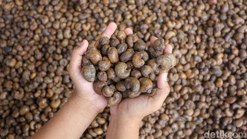 Punya 1,8 Miliar Penduduk, India Incar Mete hingga Pinang dari RI