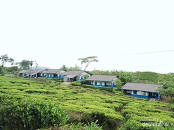 Eksotisme Pesona Alam Cibuni Estate Ciwidey