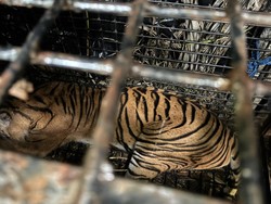 Harimau yang Diduga Tewaskan Warga Lampung September Lalu Tertangkap