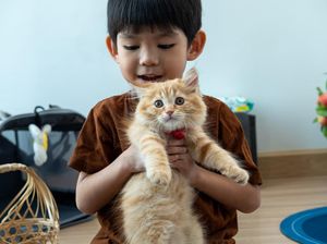 8 Manfaat Memelihara Kucing di Rumah, Bikin Hidup Lebih Bahagia! 8 Manfaat Memelihara Kucing di Rumah, Bikin Hidup Lebih Bahagia!