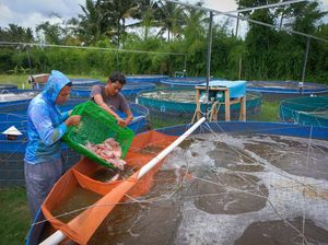 Dukung Program Makan Bergizi Gratis, BRI Biayai dan Berdayakan UMKM-Petani
