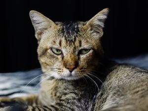 6 Cara Mengatasi Kucing Marah Saat Disentuh agar Tidak Ngambek Lagi