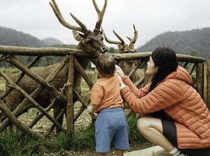 Bandung Raya Sepekan: Lembang Park & Zoo Kembali Buka! Bandung Raya Sepekan: Lembang Park & Zoo Kembali Buka!