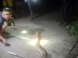 Ular Piton 5 Meter Mati Ditebas Warga Usai Mangsa Kambing di Polman