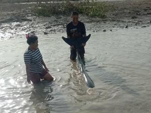 Viral 2 Lumba-lumba Terdampar di Dermaga Pohuwato, Warga Evakuasi ke Laut