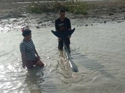 Viral 2 Lumba-lumba Terdampar di Dermaga Pohuwato, Warga Evakuasi ke Laut