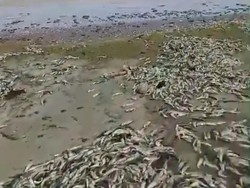 Viral Ribuan Ikan Mati di Pantai Tegal Papak, Ini Kata BPBD Pandeglang