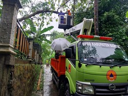 Pohon Tumbang Timpa Kabel Listrik di Bantul, 5 Kampung Sempat Mati Lampu