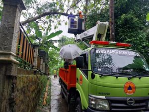 Pohon Tumbang Timpa Kabel Listrik di Bantul, 5 Kampung Sempat Mati Lampu Pohon Tumbang Timpa Kabel Listrik di Bantul, 5 Kampung Sempat Mati Lampu