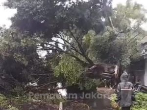 Pohon Tumbang Timpa Tiang Lampu hingga Tutup Jalan Bogor Raya Jaktim