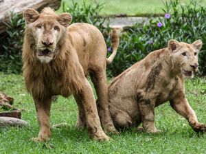 Akhirnya Terungkap! Ini Alasan Hewan Jantan Hidup Lebih Pendek dari Betina