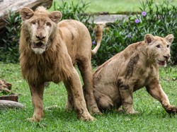 Akhirnya Terungkap! Ini Alasan Hewan Jantan Hidup Lebih Pendek dari Betina