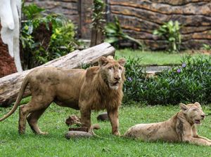 2 Singa Putih Jadi Penghuni Baru Kebun Binatang Surabaya 2 Singa Putih Jadi Penghuni Baru Kebun Binatang Surabaya