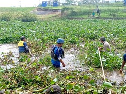 Penampakan Eceng Gondok Penyebab Banjir di Purwadadi-Lakbok Ciamis