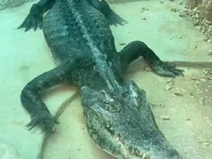 Ada Buaya Kerempeng di Kebun Binatang China Ada Buaya Kerempeng di Kebun Binatang China