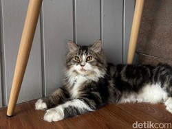 4 Perbedaan Kucing Liar dan Kucing Peliharaan
