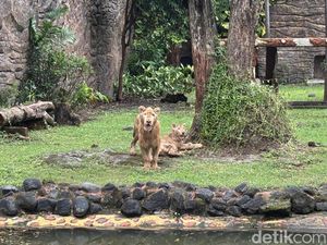 Gemas! KBS Surabaya Kenalkan Sepasang Singa Putih Zeus dan Kara Gemas! KBS Surabaya Kenalkan Sepasang Singa Putih Zeus dan Kara