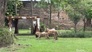 Potret Singa Putih Zeus-Kiara Koleksi Baru KBS