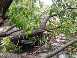 Pemotor di Jalan Sultan Alauddin Makassar Luka Akibat Tertimpa Pohon Tumbang