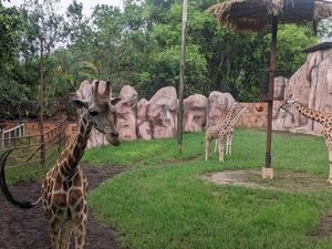 Gemas! Batu Secret Zoo Kenalkan Panda Merah dan Jerapah dari Jepang