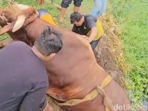 Sapi Brahman 1 Ton Kecebur Sungai di Pekalongan, Evakuasinya Butuh 3 Jam Sapi Brahman 1 Ton Kecebur Sungai di Pekalongan, Evakuasinya Butuh 3 Jam
