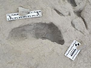 Ada Jejak Kaki Hominin di Dekat Danau, Bukti Manusia Purba Hidup Berdampingan Ada Jejak Kaki Hominin di Dekat Danau, Bukti Manusia Purba Hidup Berdampingan