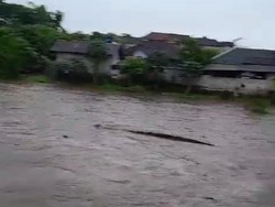 Viral Video Gajah Bali Zoo Hanyut Terbawa Arus Sungai
