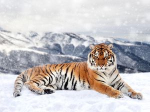 Seperti Manusia, Harimau Siberia Rela Tempuh 200 Km demi Bertemu Pasangannya Seperti Manusia, Harimau Siberia Rela Tempuh 200 Km demi Bertemu Pasangannya