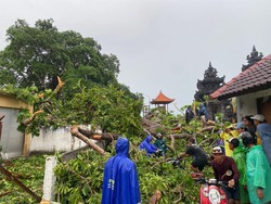 Pohon Tumbang Timpa Pura di Nusa Lembongan, Kerugian Capai Rp 650 Juta