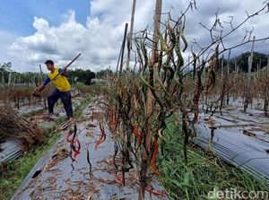Cabai Busuk Buntut Cuaca Ekstrem, Petani Banyumas Sambat Rugi Puluhan Juta Cabai Busuk Buntut Cuaca Ekstrem, Petani Banyumas Sambat Rugi Puluhan Juta