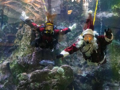 Aksi Sinterklas Berenang dengan Ikan-ikan Sambut Natal di Seattle