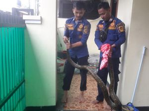 Warga Bogor Kaget Ular Sanca 3 Meter Muncul dari Saluran Air Warga Bogor Kaget Ular Sanca 3 Meter Muncul dari Saluran Air