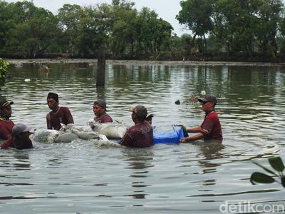 Jebol Diterjang Banjir Rob, Tanggul di Greges Timur Surabaya Diperbaiki