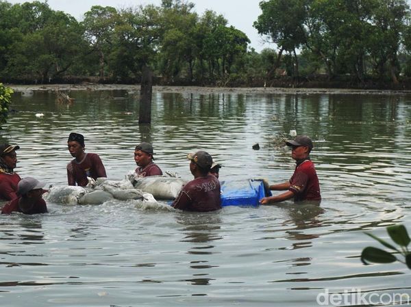 Jebol Diterjang Banjir Rob, Tanggul di Greges Timur Surabaya Diperbaiki