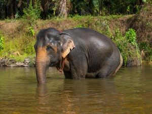 Agar Tak Terulang, BKSDA Larang Gajah Bali Zoo Seberangi Sungai Saat Hujan Agar Tak Terulang, BKSDA Larang Gajah Bali Zoo Seberangi Sungai Saat Hujan