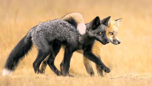 Karya Fantastis Jawara Nature Photographer of The Year 2024